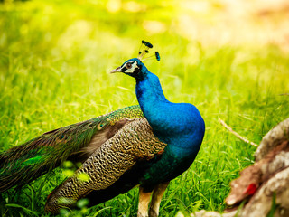 Thailand Male Peacock
