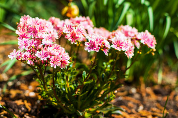 pink and white flowers