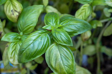 Close up photo of Sweet Basil (Ocimum basilicum) leaves grown at the greenhouse