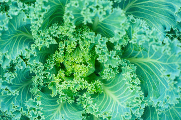 Close up.natural fresh green cabbage (Ornamental Kale) with dew drops for texture.