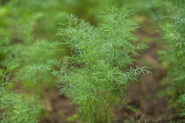 dew on dill in the garden