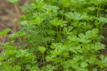 young parsley in the garden