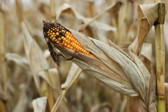 Ripe corn, some grains of which are infected with ergot parasitic black fungus