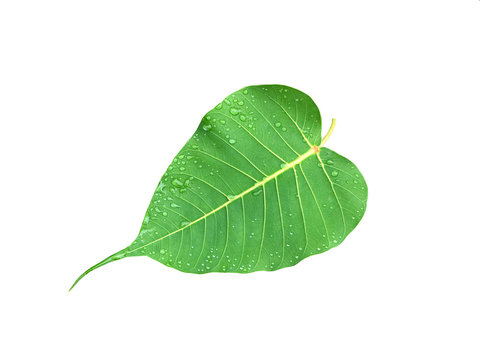 The leaves of the Bodhi tree with water defining are attached to the white background.