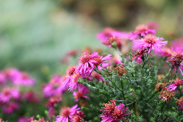 Autumn pink asters on a beautiful, green blurred background.