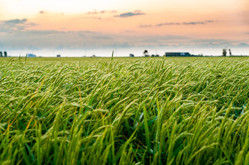 close up of windy green paddy field with rice ears at sunset in ebro delta national park with...