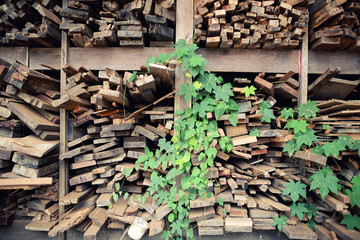 Old wooden shed With trees sprouting