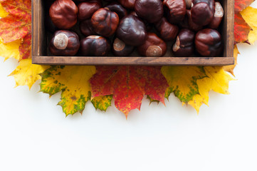 Top view of dark wooden box with chestnuts. Colorful autumn maple leaves. White table background with copy space.