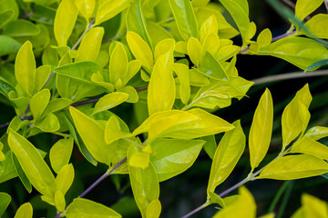Leaves of Duranta erecta or golden dewdrop, pigeon berry, and skyflower