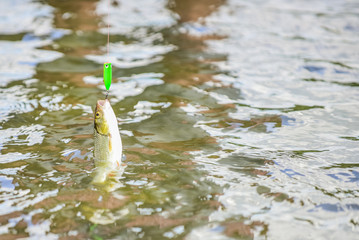 stalemate and hopelessness. fall into the trap. fish on the hook. trout bait. catch fish. fishing...