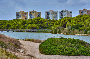 Urban landscape and trees in El Saler, Spain