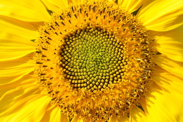 Ray and disc florets of sunflower close-up