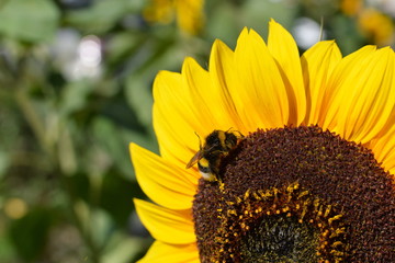 Bumle bee collecting pollen from a sunflower