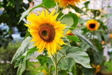 Blooming sunflower in a garden