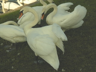 Different swans in Berlin on the water.