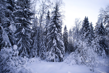 Fototapeta na wymiar Winter forest, branches of trees, firs and bushes covered with snow, snowdrifts on the ground