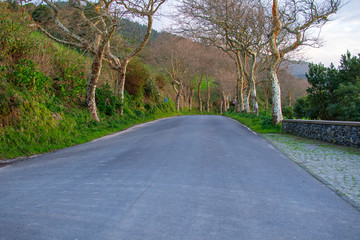 Road in Sao Miguel Island, Azores