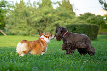 Welsh Corgi sniffs the nose of a spaniel during a summer walk in a green park
