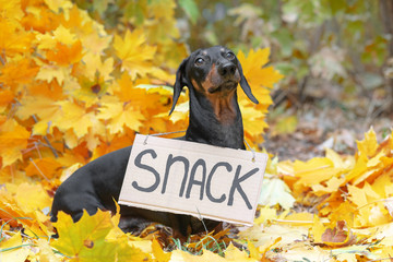 dachshund dog black and tan looking plaintively while wearing a carton sign around neck with an inscription snack, a sitting on fallen autumn yellow foliage on a park