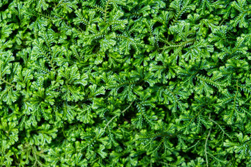 Green mos for on texture background.Nature background concept.