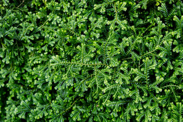 Green mos for on texture background.Nature background concept.