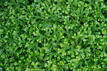 Green mos for on texture background.Nature background concept.