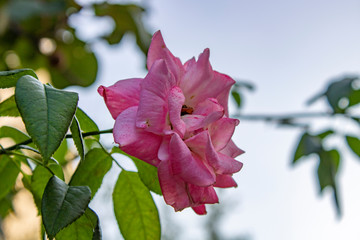 Rose with delicate red cakes attract attention