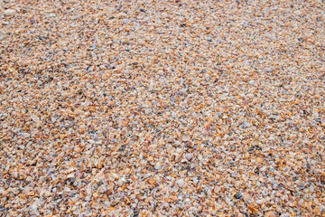 Shells on the sea shore