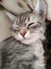 closeup portrait of a cat