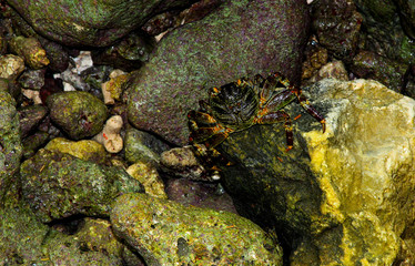 Top view of the beautiful rock crab on stones background