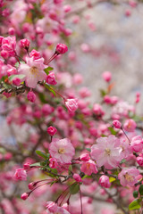 花と蕾（縦）
