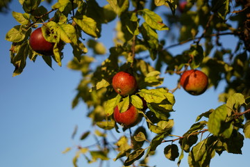 apples on tree