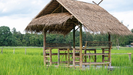 Fototapeta na wymiar Cottage in the rice field
