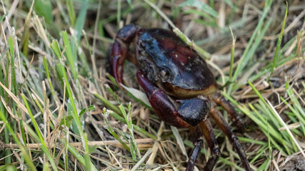 Red crab in the grass on the ground
