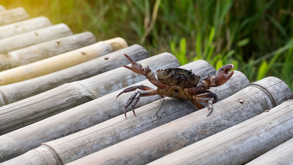 Little crab on bamboo pipes, blurry background