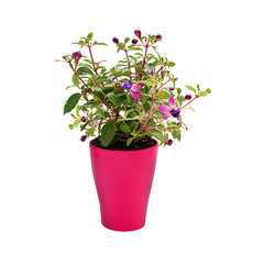 Fuchsia flower plant isolated