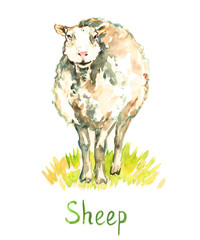 White sheep standing on green meadow,  hand painted watercolor illustration design element for invitation, card, print, posters, patterns