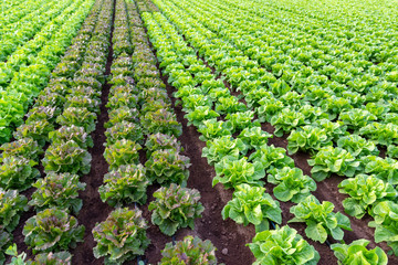 Farmers field with growing in rows green organic lettuce leaf vegetables - obrazy, fototapety, plakaty
