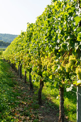 Fototapeta na wymiar Vineyard with growing white wine grapes, riesling or chardonnay grapevines in summertime