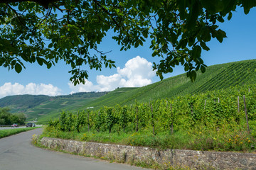 Driving car on famous green terraced vineyards in Mosel river valley, Germany, production of...
