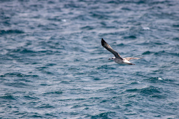 Seagull flying in the air