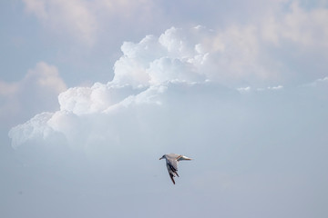 Fototapeta na wymiar Seagull flying in the air
