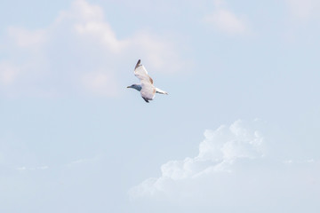 Obraz premium Seagull flying in the air