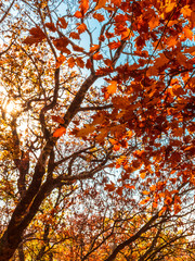 Autumn leaves in a forest.