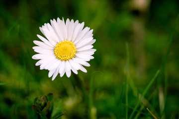 Obraz premium M.L.S.