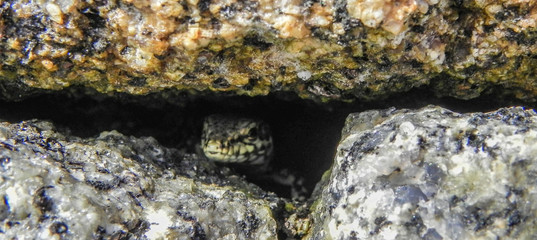 lézard imitation cailloux /  lizard imitation pebbles