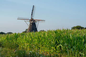 Fototapeta na wymiar Green farm field with corn plants and wind corn mill in Brabant, Netherlands