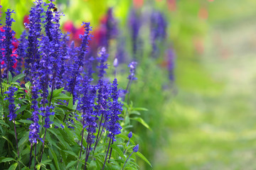 Blue Sage flowers or Salvia farinacea. Beautiful nature, flower garden