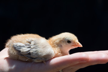Chick just hatched, on the hand, isolated on black background. Top Copyspace.