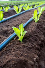 Farmers field with growing in rows green organic lettuce leaf vegetables